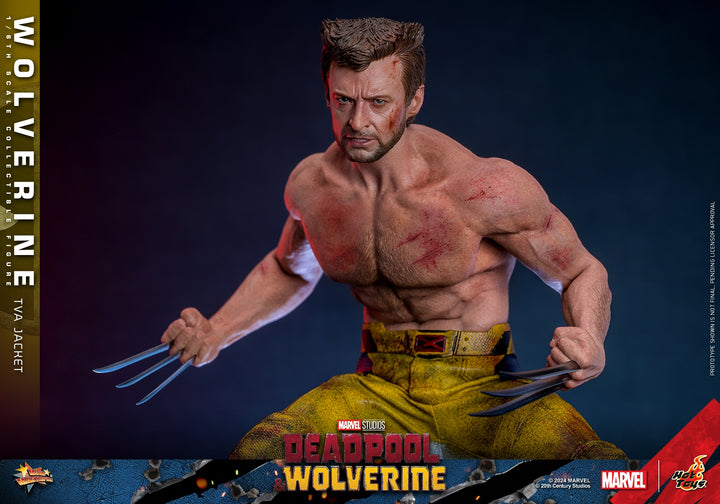 [Pre-Order] Hot Toys - MMS756 - Deadpool & Wolverine - 1/6th scale Wolverine (TVA Jacket Version) Collectible Figure