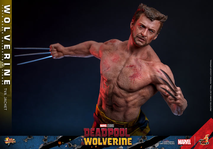 [Pre-Order] Hot Toys - MMS756 - Deadpool & Wolverine - 1/6th scale Wolverine (TVA Jacket Version) Collectible Figure